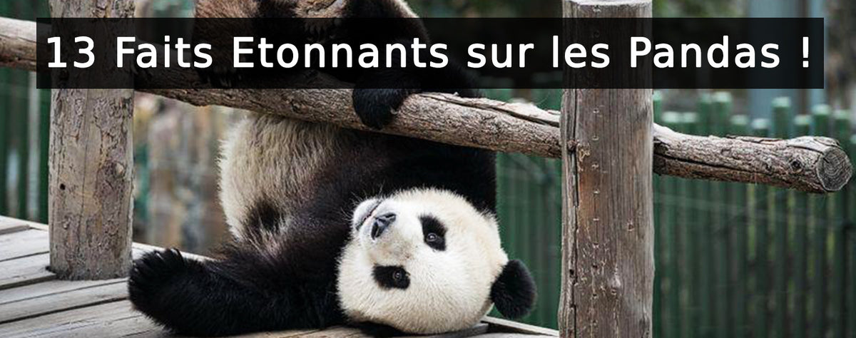 Panda panda ours pandas ours paresseux cadeau' Autocollant
