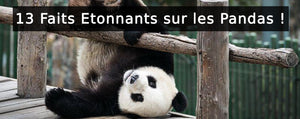 13 Faits étonnants sur les pandas