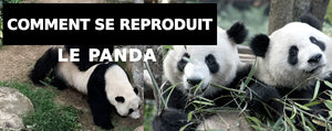 Comment le panda se reproduit ?